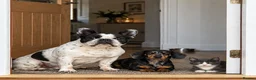 Miniature Dachshund dogs for sale: 2 year old miniature dachshund  in Lochgelly - Advert 7