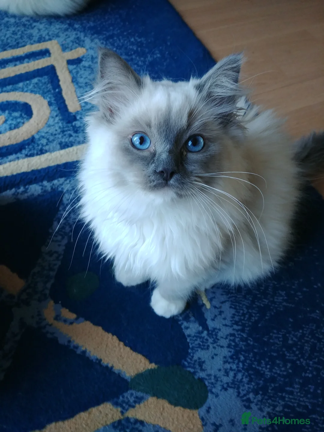 Ragdoll cats for stud: GCCF Active Register Seal Point Awesome Ragdoll in Luton - Advert 21