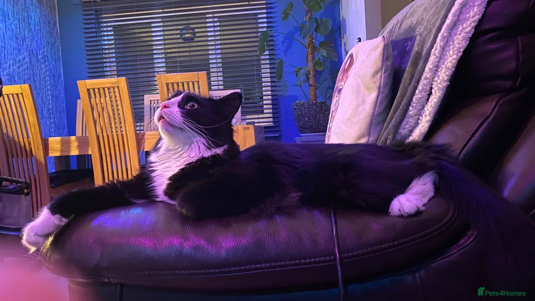 British Longhair cats for sale: Looking for a good loving home  - Advert 1