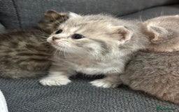 British Shorthair cats for sale: British Shorthair kittens  - Image 32