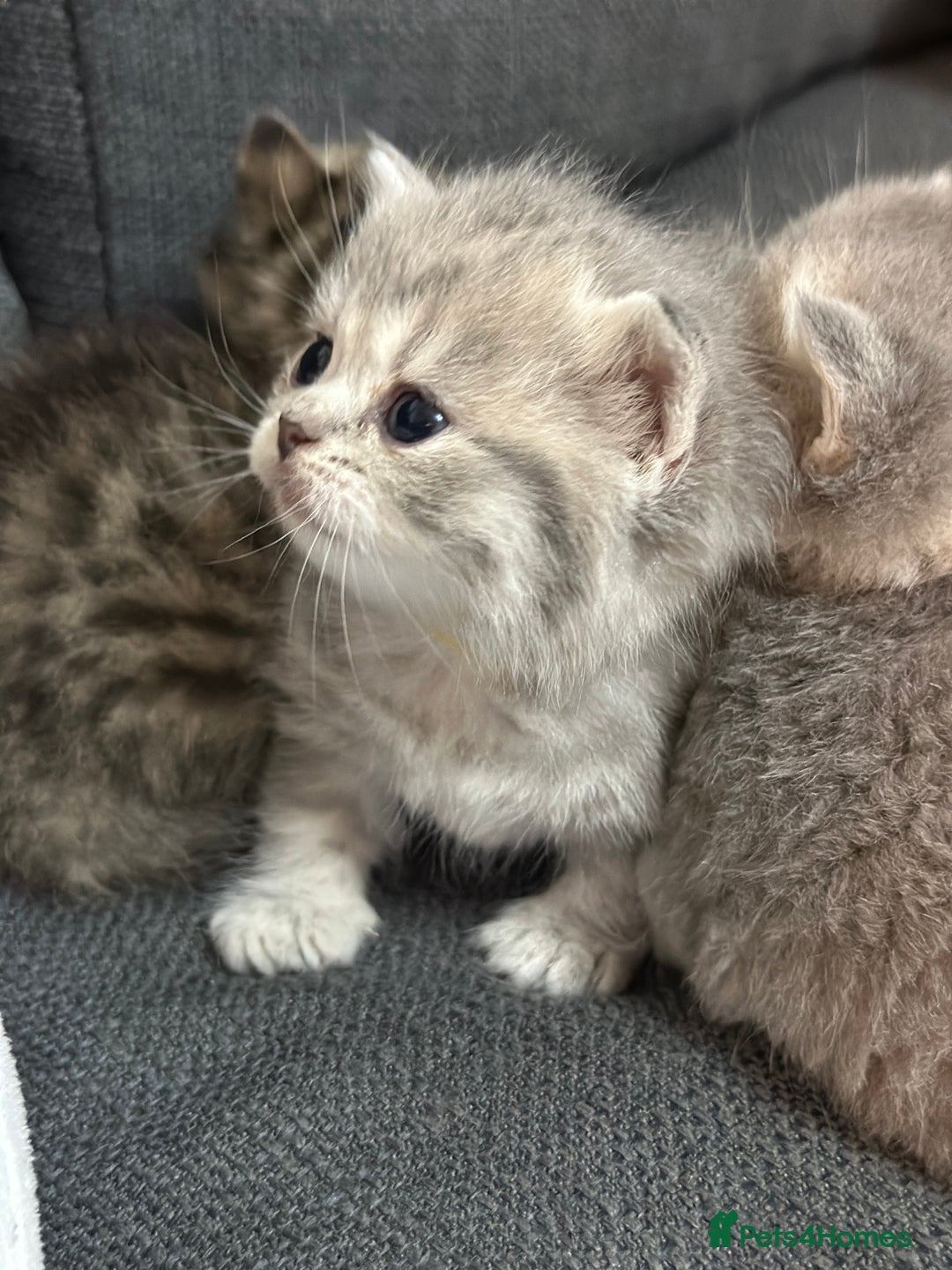 British Shorthair cats for sale: British Shorthair kittens  - Image 32