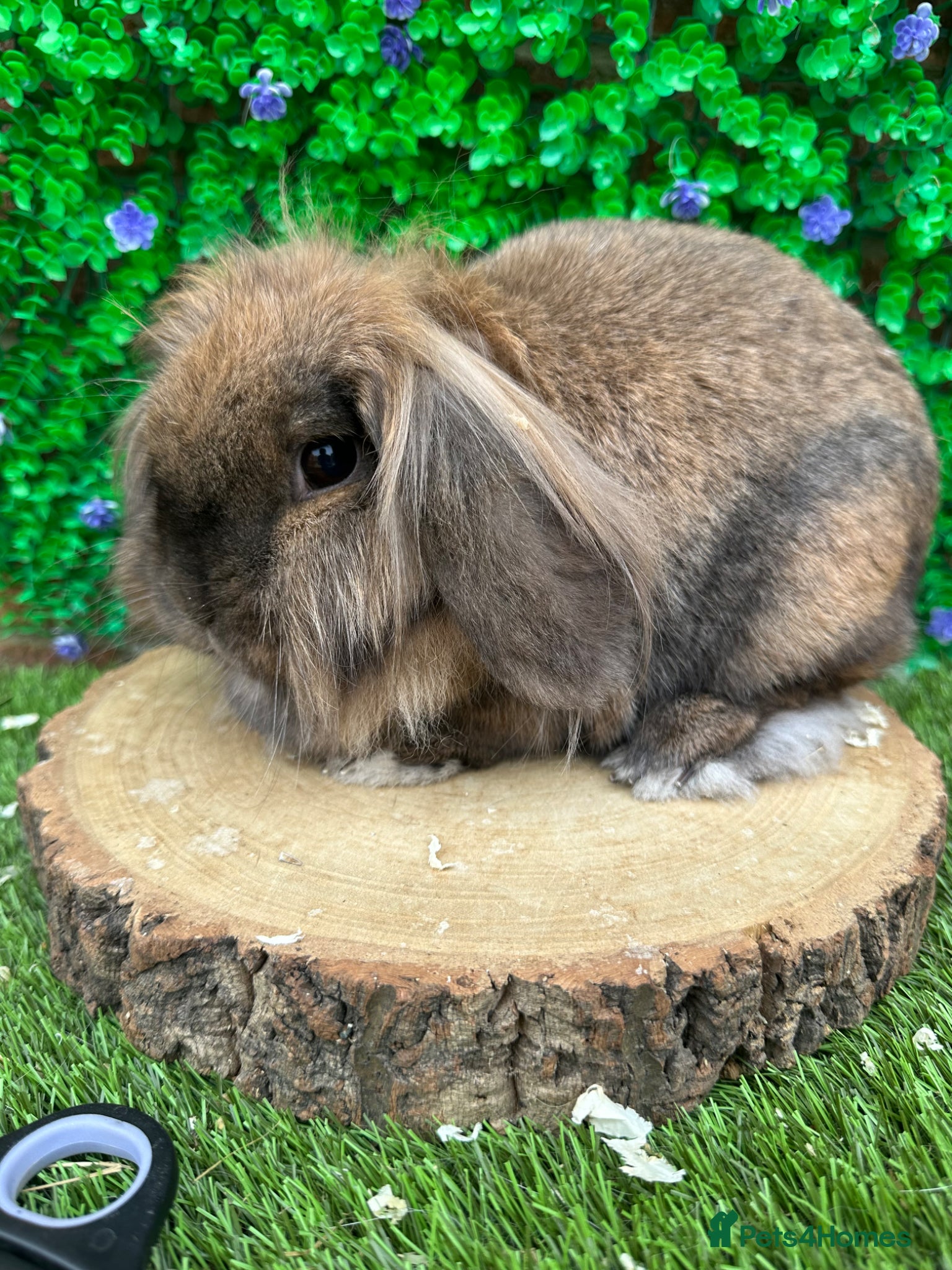 Mini Lion Lop rabbits 🐰 Lion Lop Girls Looking for Homes 🐰 - Advert 14