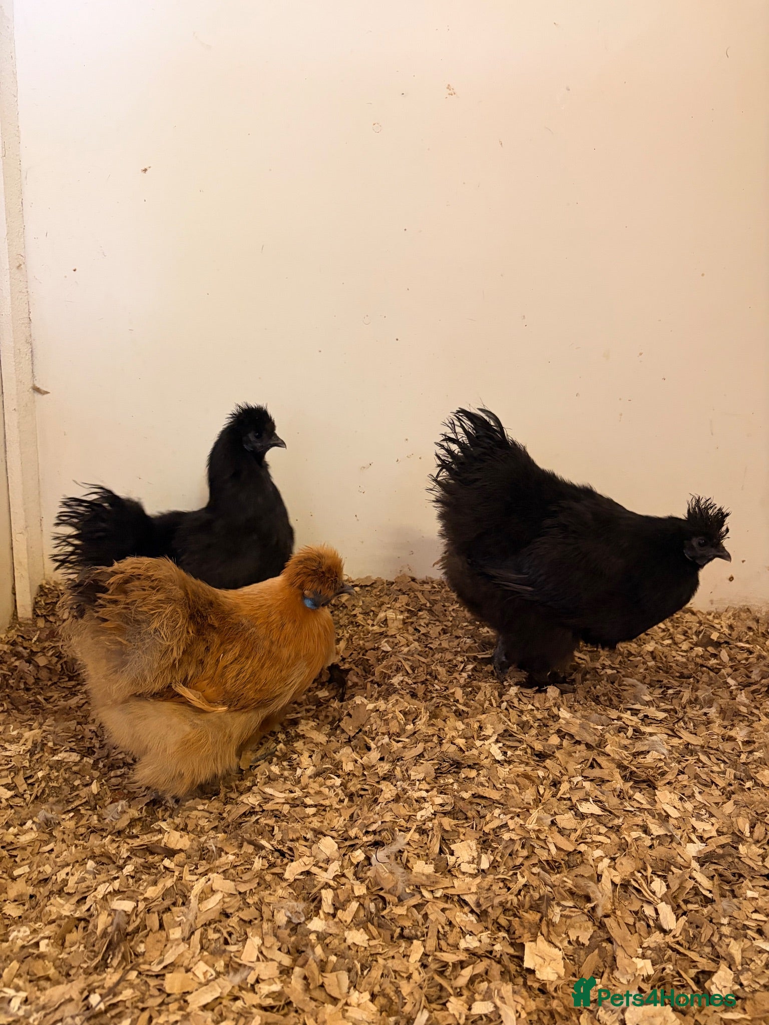 Chickens poultry Female Silkie Bantam Chickens - Advert 2