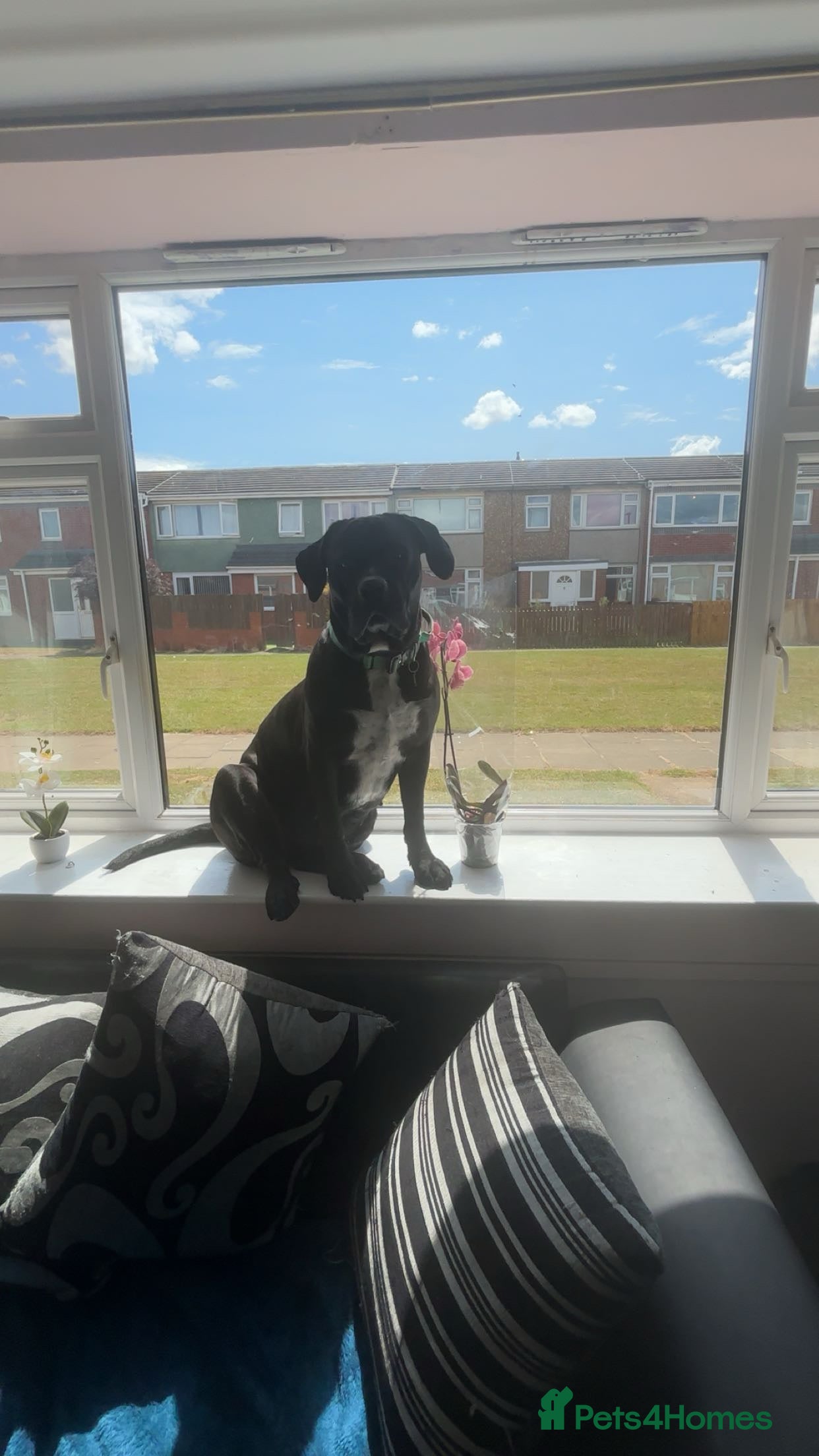 Cane Corso dogs Free to a good home  - Advert 9