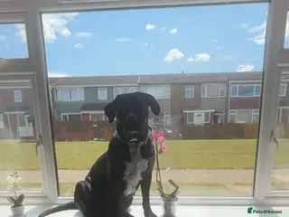 Cane Corso dogs Free to a good home - Advert 5