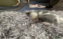 Mixed Breed cats for sale: We are all looking for homes soon - Image 4