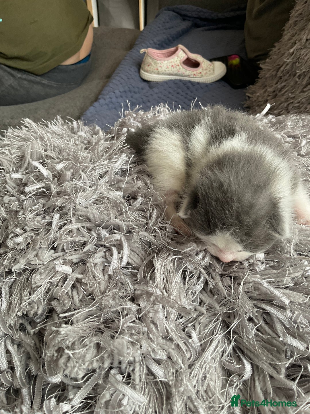 Mixed Breed cats for sale: We are all looking for homes soon - Image 4