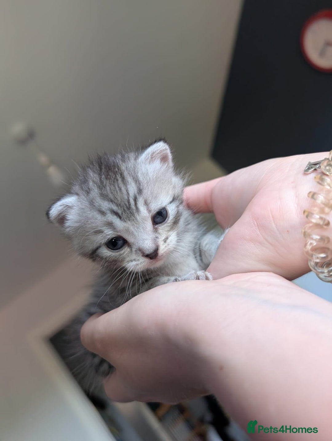 Mixed Breed cats for sale: Beautiful Kittens Available ✨️ in ELY - Image 23