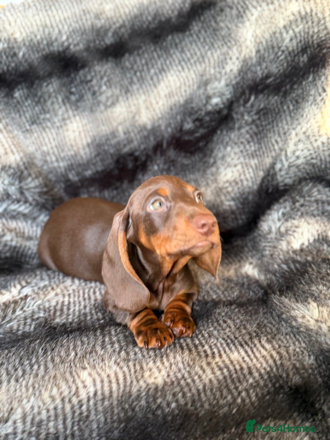 Miniature Dachshund dogs for sale: KC Registered Miniature Shorthaired Dachshund - Advert 12