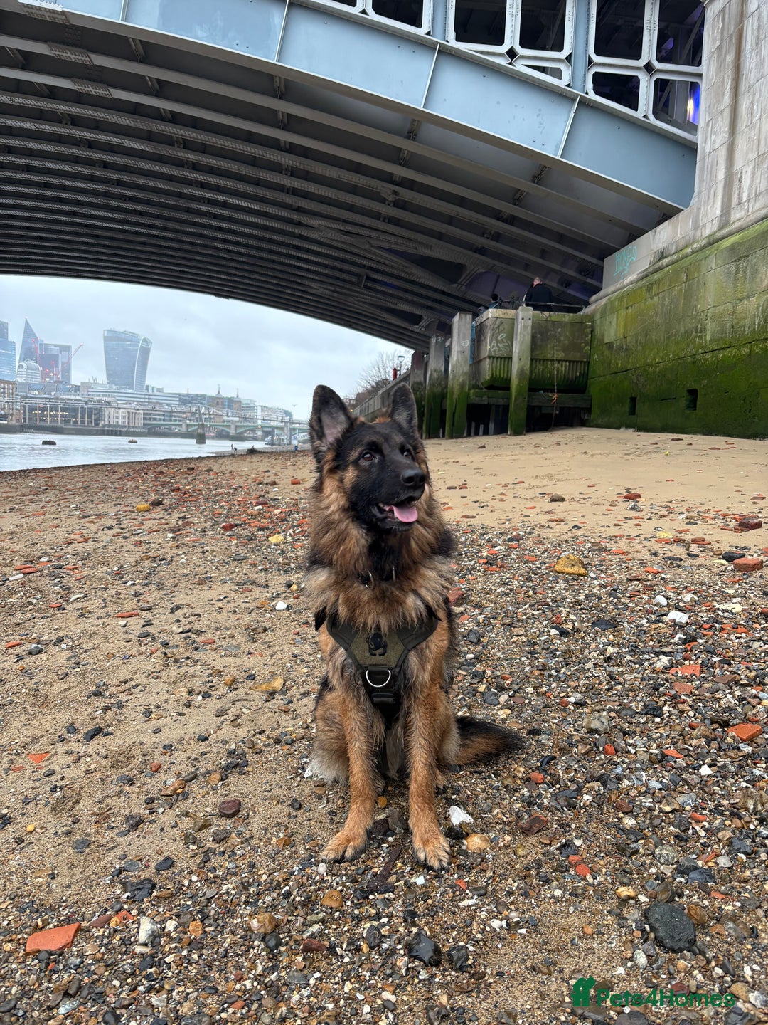 German Shepherd dogs for sale: ASAP Rehoming Male One-Year old German Shepherd - Advert 4