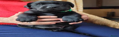 Labrador Retriever Puppy 3