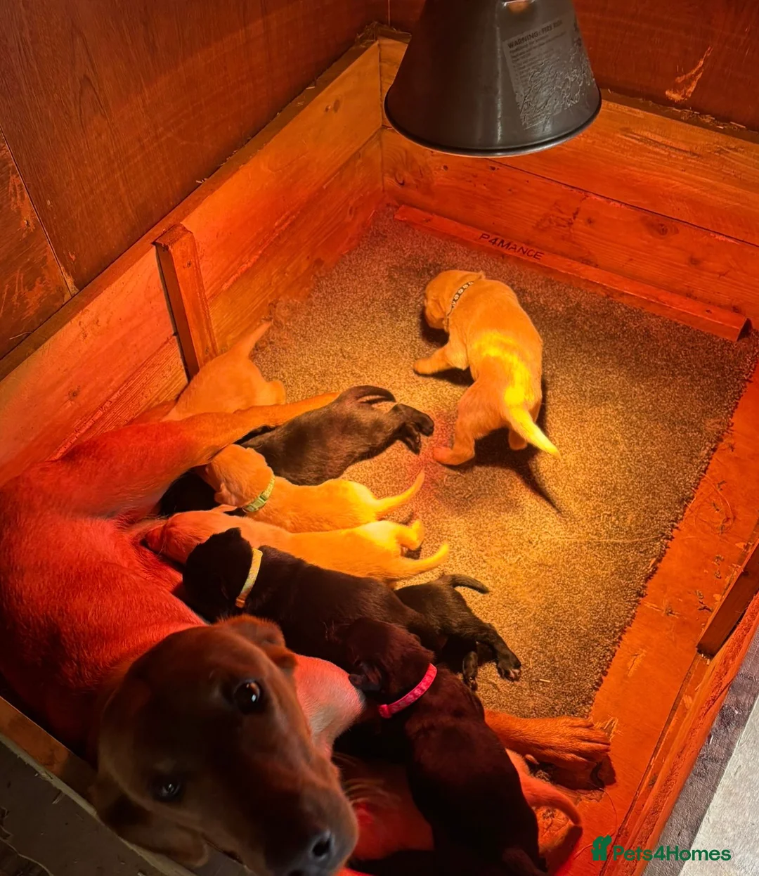Labrador Retriever dogs for sale: 🐾KC Lab pups  - Advert 23