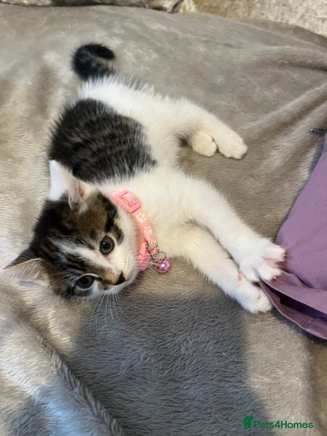 Maine Coon cats for sale: Girl kitten  - Image 5