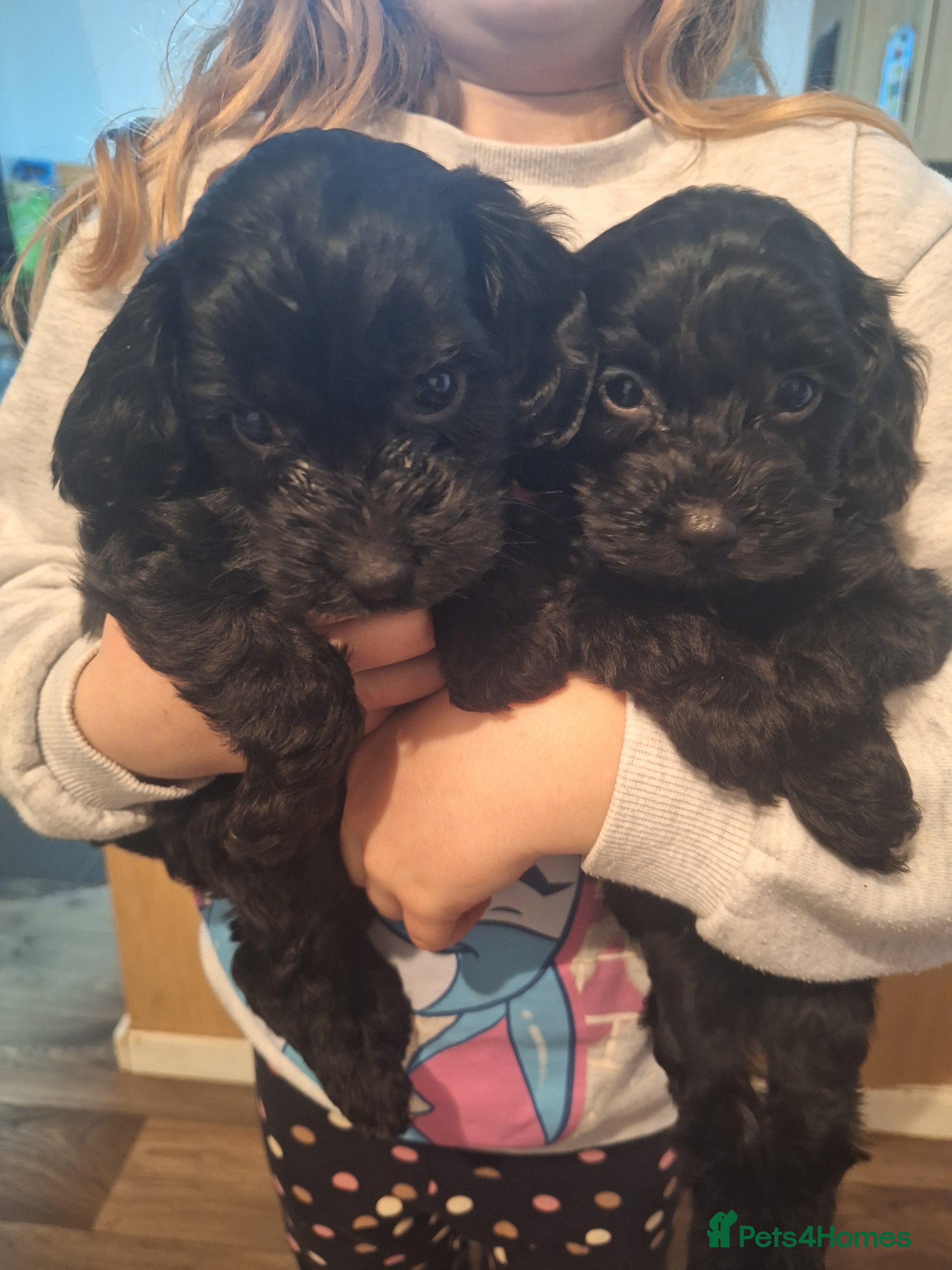 Cockapoo dogs Cockapoo puppies - Advert 18