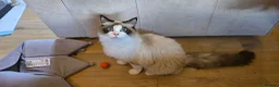 Ragdoll cats for sale: 3 male ragdoll kittens in York - Advert 2