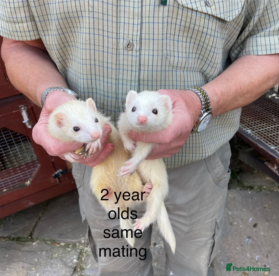 Ferret rodents for sale: Greyhound Ferret Kits - Image 11
