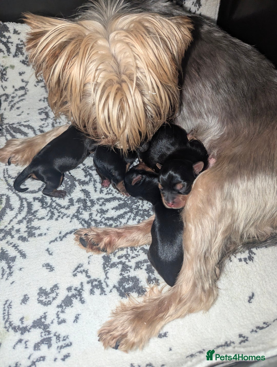 Yorkshire Terrier dogs for sale: Adorable Yorkshire terrier puppy available  - Advert 36