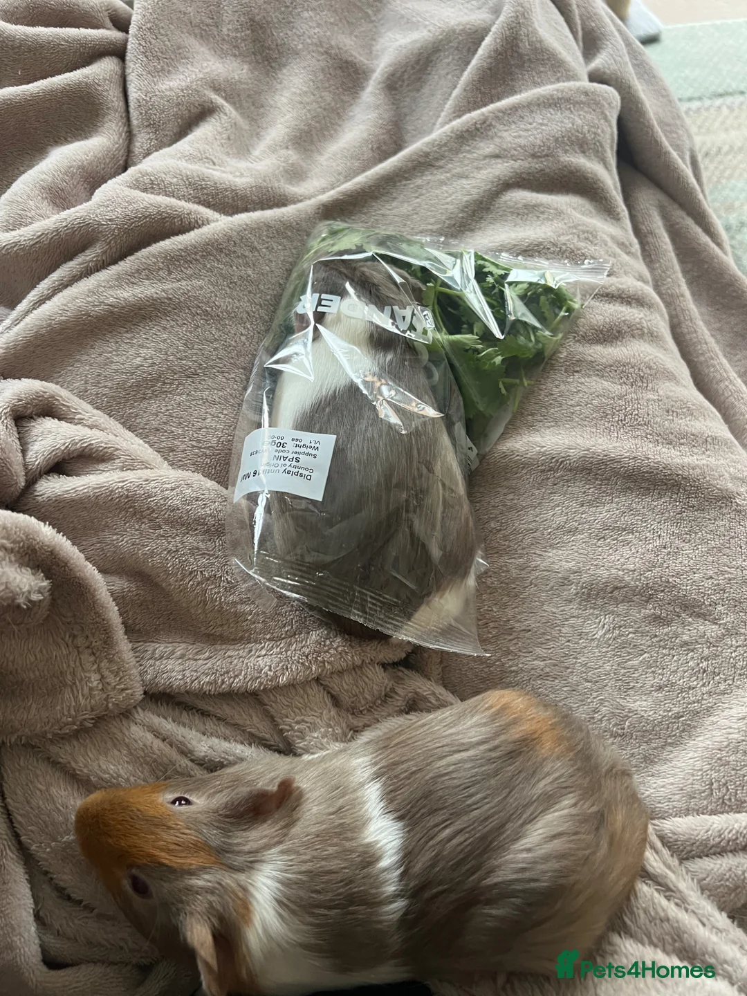 Guinea Pig rodents for sale: Two beautiful male guinea pigs- Pumpkin and Toffee in Bourne - Advert 2