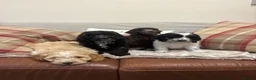 Cockapoo dogs for sale: Stunning F1 Cockapoos from H/Tested KC Parents!! - Advert 7