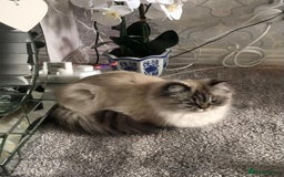 Persian cats for sale: Colourpoint Persian - Image 2