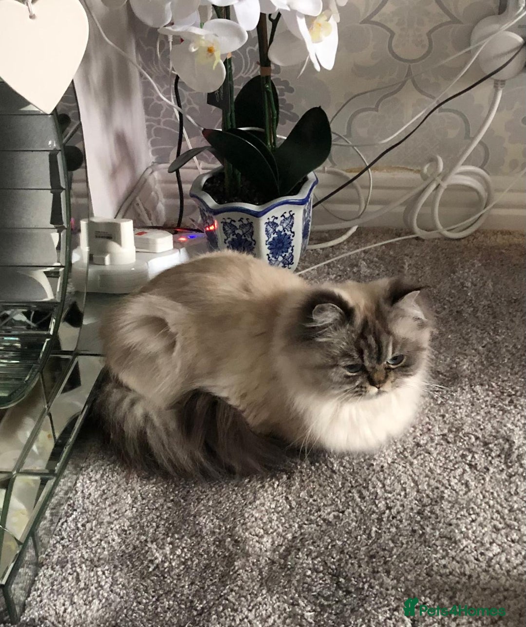 Persian cats for sale: Colourpoint Persian - Image 2