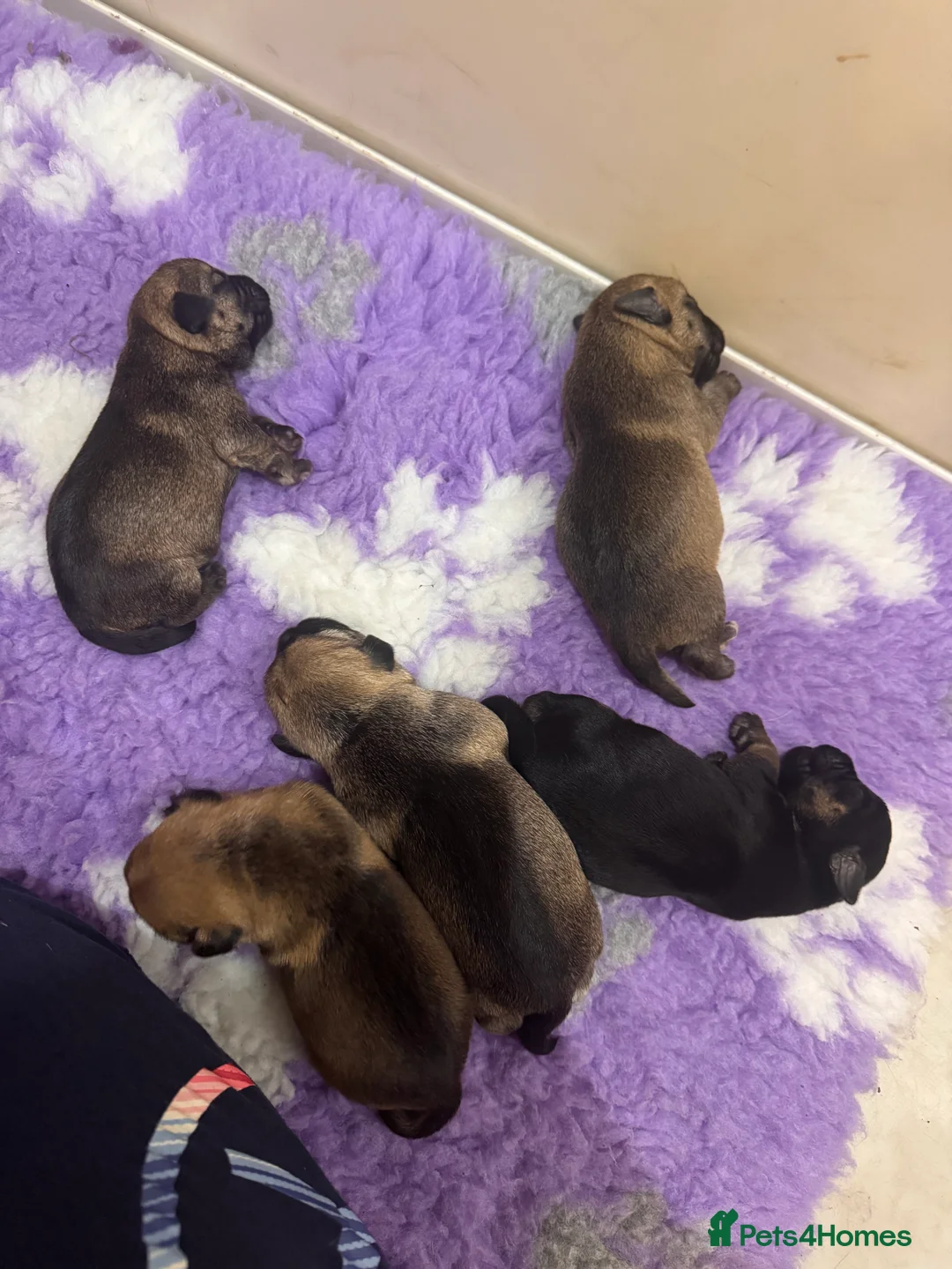 Border Terrier dogs for sale: KC Border Terrier puppies  - Advert 2