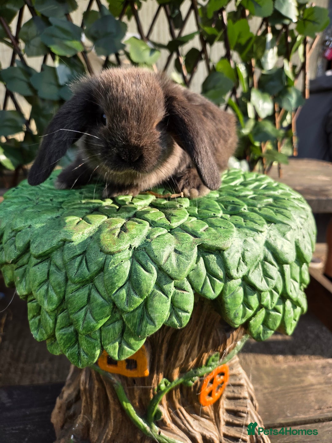 Mini Lop rabbits for sale: Pure bred Mini Lop Bunnies - Image 15