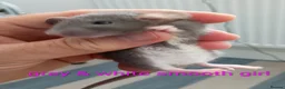 Rat rodents for sale: Beautiful litter of mixed rat babies  - Advert 5