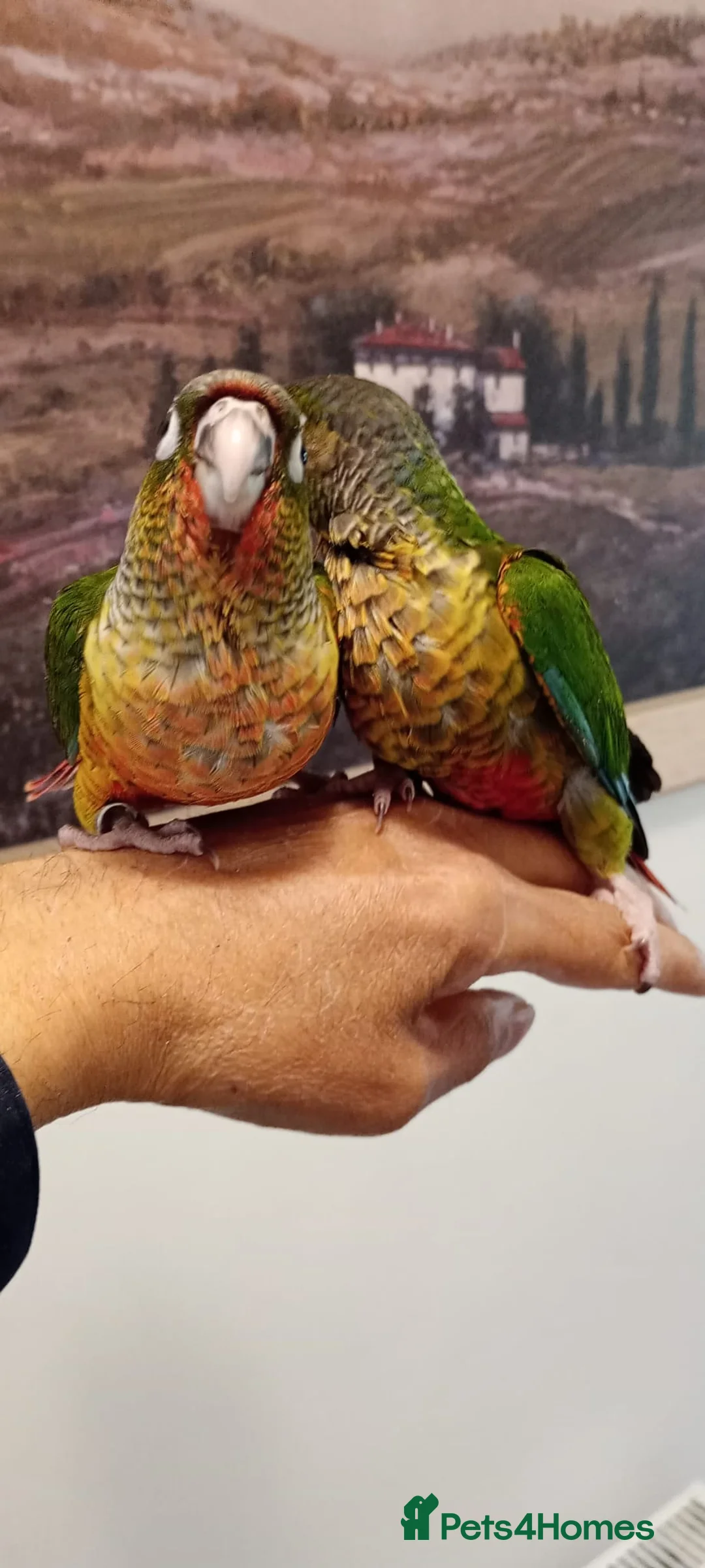 Conures birds for sale: Yellow sided green cheek conures for sale. - Advert 7