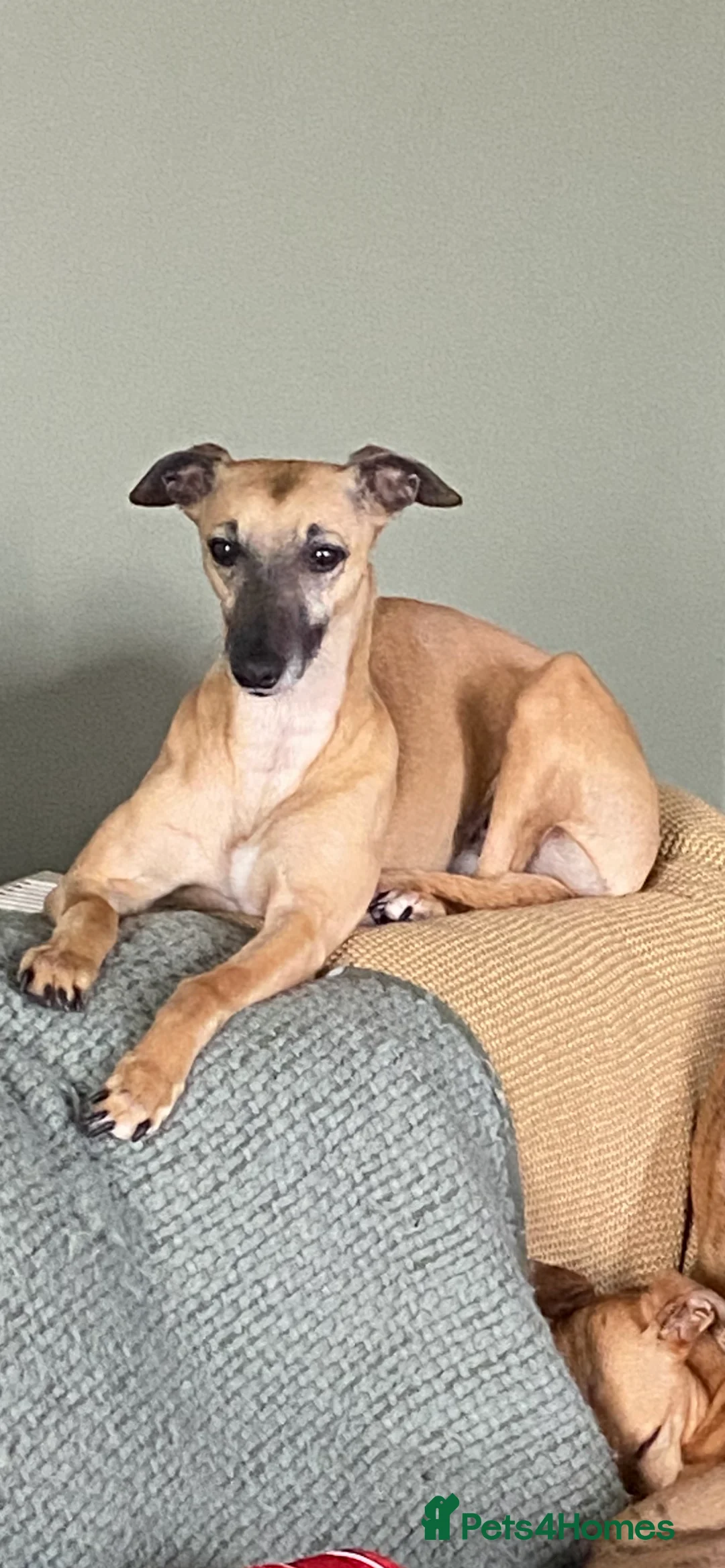 Whippet dogs for sale: Beautiful litter of Whippet puppies - Advert 3