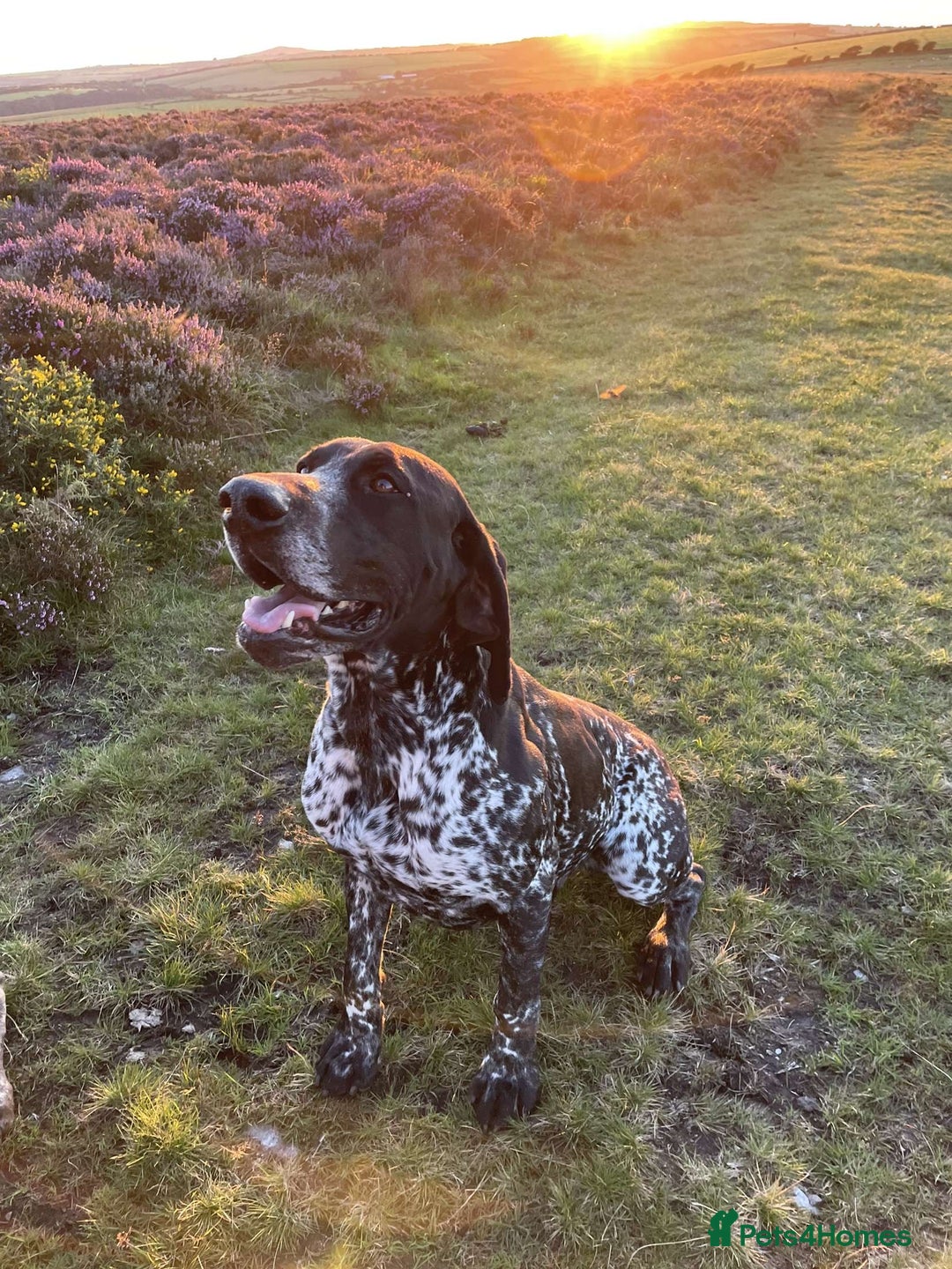 German Shorthaired Pointer dogs for sale: German Shorthaired Pointer Puppies - Image 11