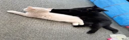 British Shorthair cats for sale: 👑 Exceptional BSH Cream Golden Tipped Girl 👑 - Advert 9