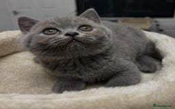 British Shorthair cats for sale: Six blue British shorthair kittens for sale  - Image 10