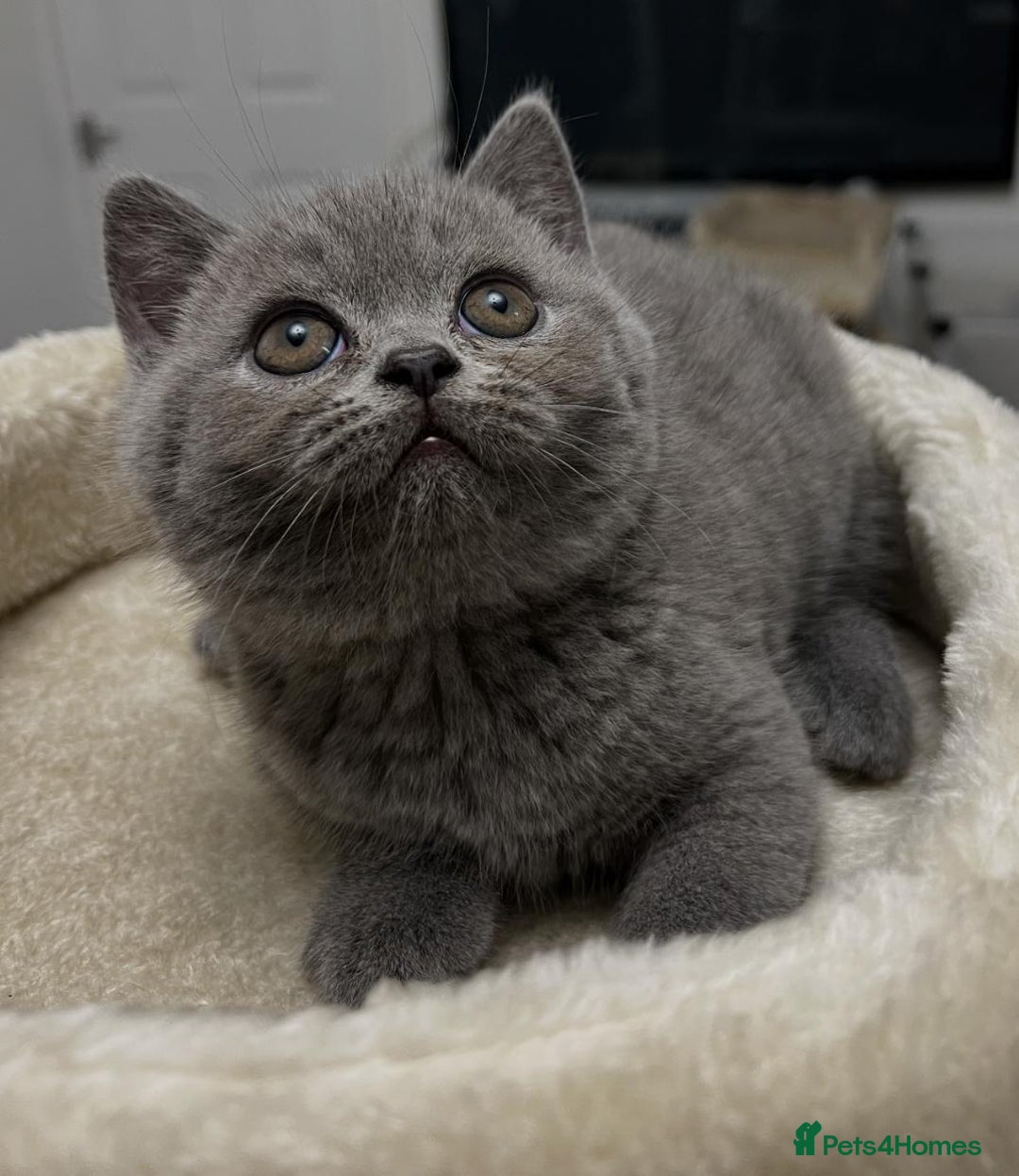British Shorthair cats for sale: Six blue British shorthair kittens for sale  - Image 10
