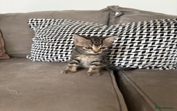 Mixed Breed cats for sale: British short hair/ragdoll mixed breed kittens  - Image 10
