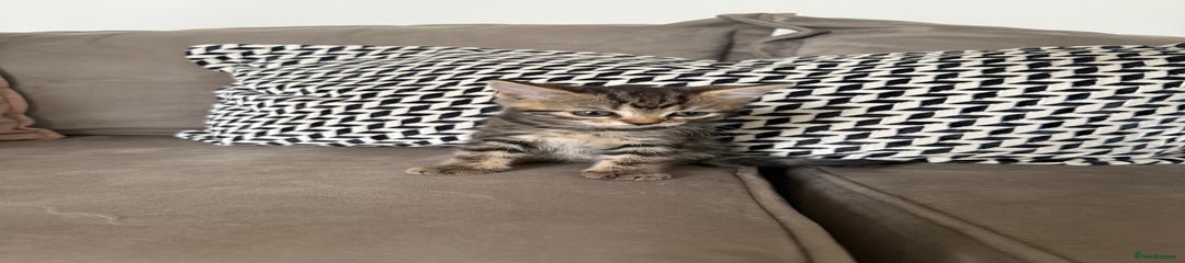 Mixed Breed Kitten 3