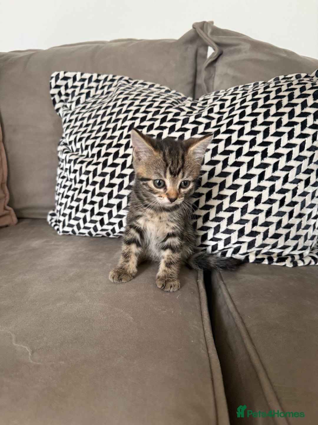 Mixed Breed cats for sale: British short hair/ragdoll mixed breed kittens  - Image 10