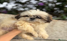 Shih Tzu dogs for sale: Fluffy little Shih tzu pups - Image 3