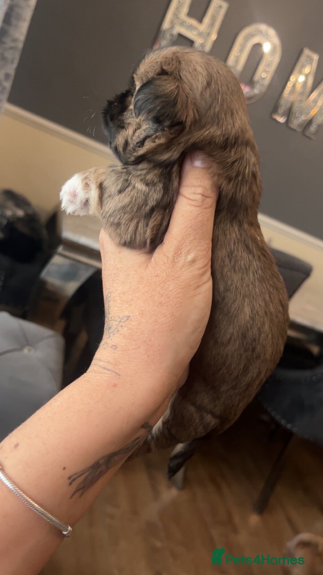Shih Tzu dogs for sale: Cream and chocolate imperial shih tzu pups - Image 7