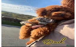 Shihpoo dogs for sale: 🐾 Toy Poodle x Shihpoo Puppies for Sale - Image 17