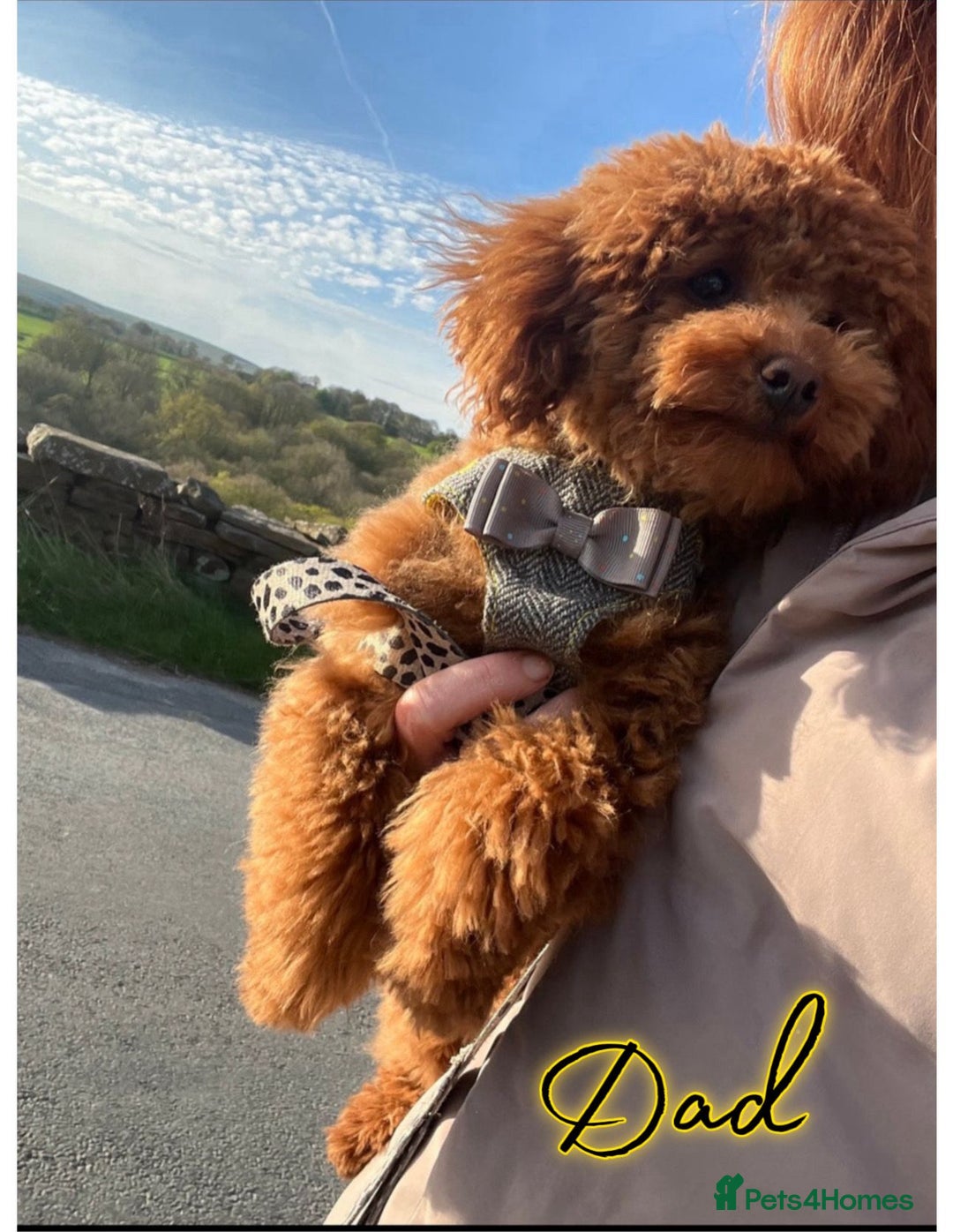 Shihpoo dogs for sale: 🐾 Toy Poodle x Shihpoo Puppies for Sale - Image 17