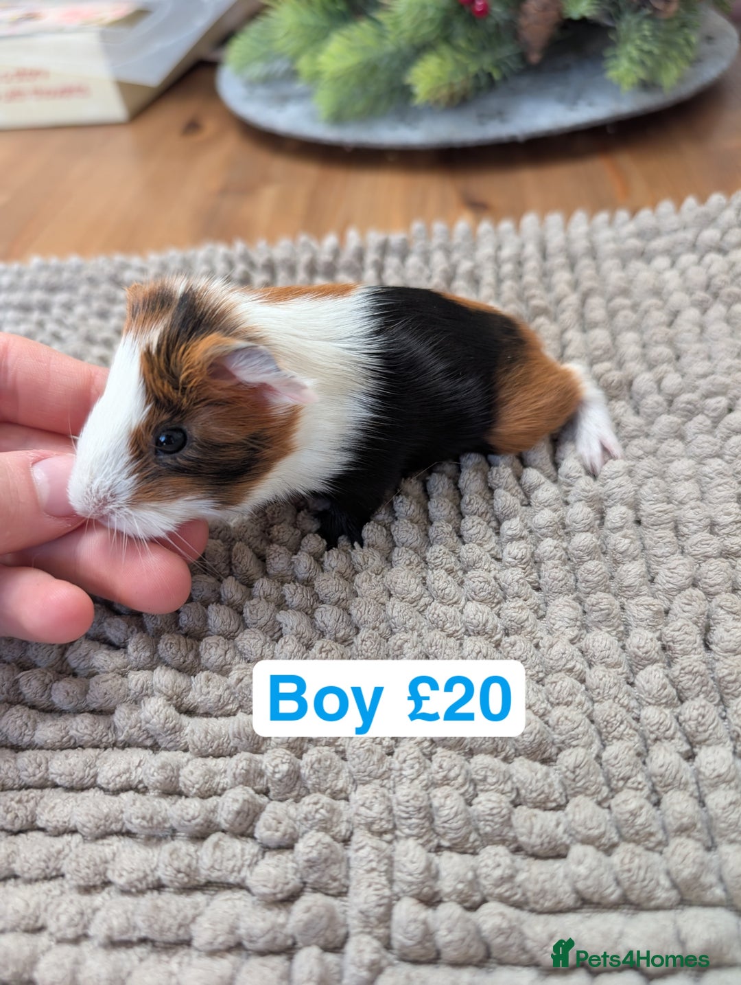 Guinea Pig rodents for sale: Baby guinea pigs girls and boys   - Advert 7