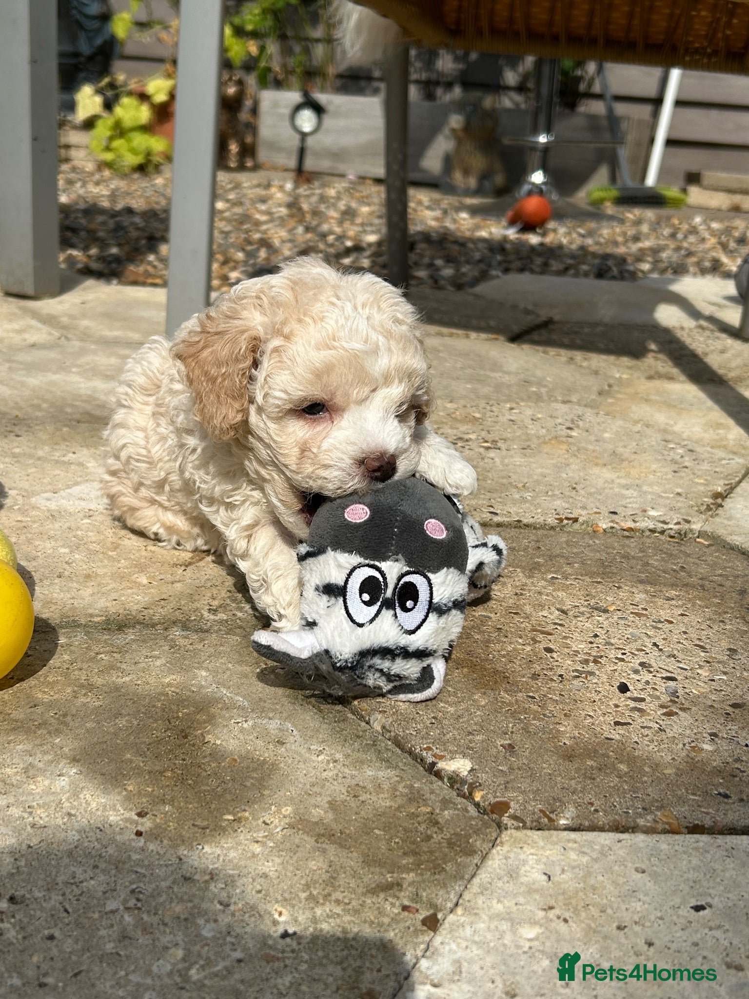Poochon dogs Cute Cream/white with brown noses poochon puppies - Advert 2