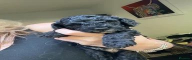 Cockapoo 4