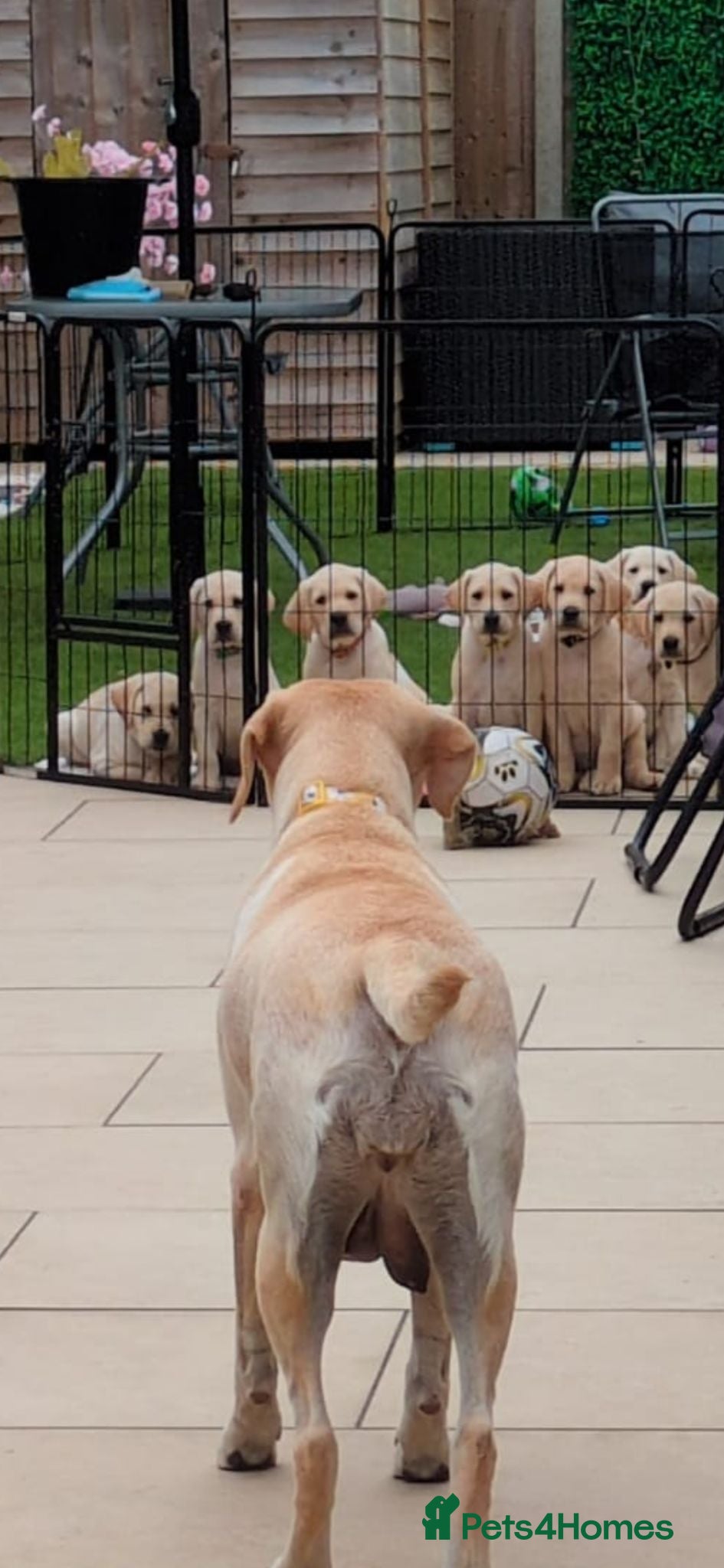 Labrador Retriever dogs 3 Beautiful Labs for sale 2x Boys 1x Girls  - Advert 12