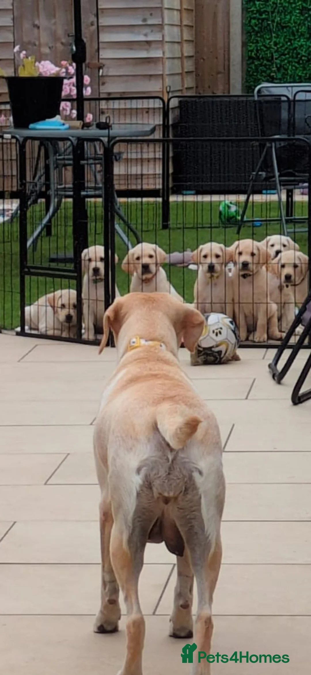 Labrador Retriever dogs for sale: 2 Beautiful Labs for sale 2x Boys  - Advert 1