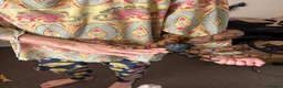 Boa Snake reptiles for sale: Brazilian Rainbow Boa and glass terrarium - Advert 4