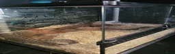 Corn Snake reptiles for sale: Corn snake - Advert 4