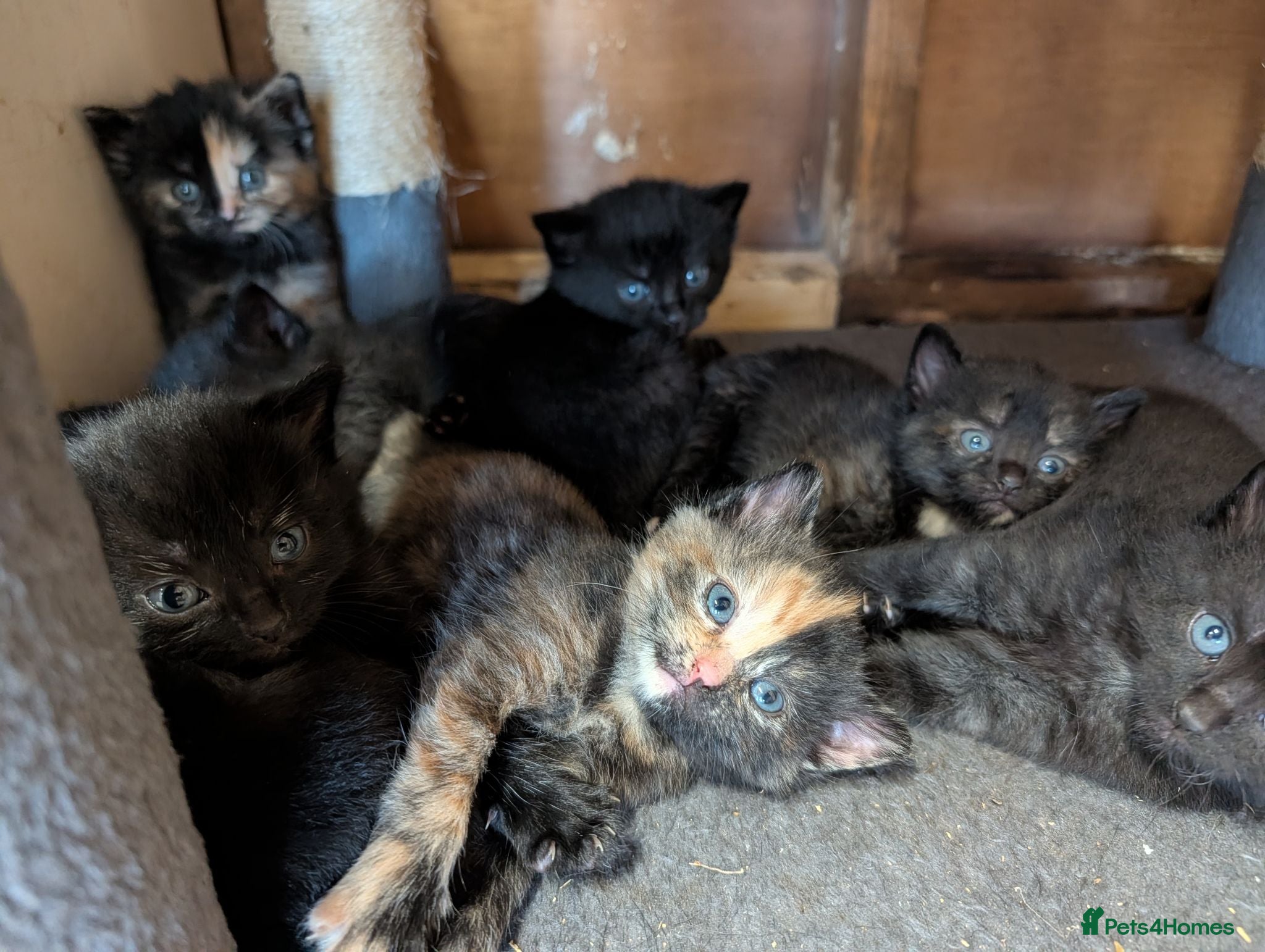 Mixed Breed cats 😺8 Stunning Tortoiseshell Kittens Finding Homes❤️ - Advert 15