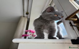 British Shorthair cats for sale: Male Blue British Shorthair 7.5months Old - Image 4